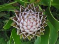 Protea cynaroides 3