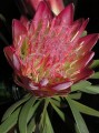 Protea repens