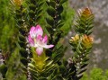 Saltera sarcocolla