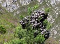 Widdringtonia nodiflora