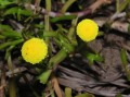 Asteraceae 2
