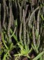 Chenopodiaceae