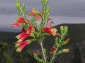 Erica discolor