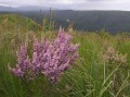 Erica sp.