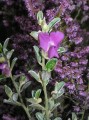 Fabaceae