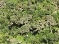Forest canopy