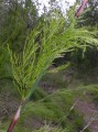 Ischyrolepis sp. 2