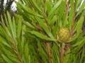 Leucadendron sp.
