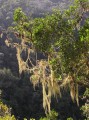 Lichens