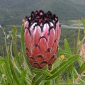 Protea neriifolia 1