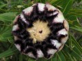 Protea neriifolia 2