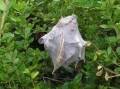 Rain Spider nest