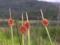 Salt wetland plants