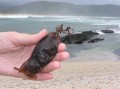 Shark egg