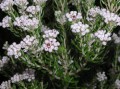 Unidentified plant 1