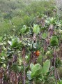 Wild bannanas