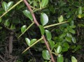 cf. Gymnosporia sp.