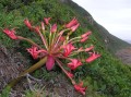 Brunsvigia orientalis 1