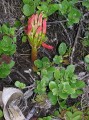Brunsvigia orientalis 2