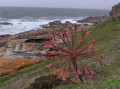 Brunsvigia orientalis 3