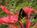 Brunsvigia orientalis 4