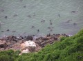 Cape fur seals