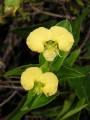 Commelina sp.