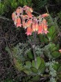 Cotyledon orbiculata 1