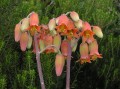Cotyledon orbiculata 2