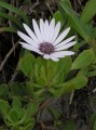 Dimorphotheca fruticosa