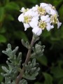 Eriocephalus sp.