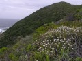 Fynbos