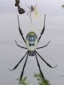 Golden orb web spider