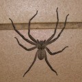 Rain Spider