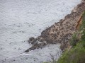 Seal colony