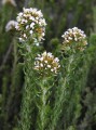 Unidentified plant 1