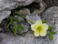 Unidentified plant 2