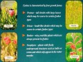 What is fynbos