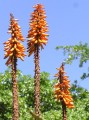 Aloe sp.-detail