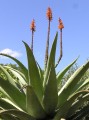 Aloe sp.