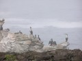 Cormorants