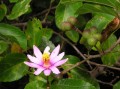 Grewia occidentalis