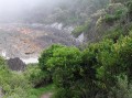 Lush vegetation