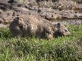 Rock dassie