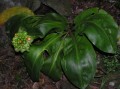 Scadoxus cf. puniceus