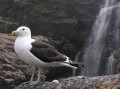 Seagull