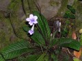 Streptocarpus sp.