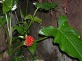 Unidentified plant