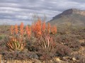 Aloe falcata