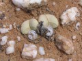 Argyroderma delaetii 2